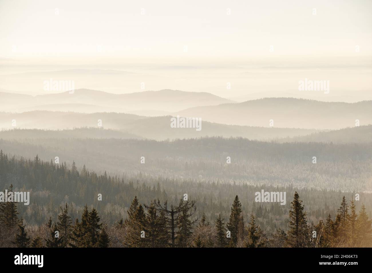 Catene di montagna ricoperte di foresta di firtree la mattina d'inverno nebbia Foto Stock