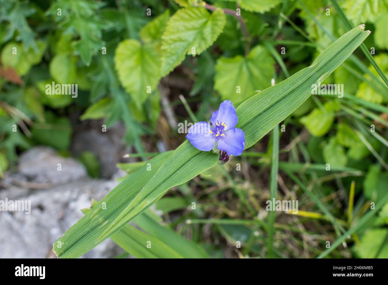 Primo piano di piccoli fiori blu e foglie verdi della pianta di Tradescantia Virginiana, comunemente conosciuta come Virginia spiderwort o BlueJacket in una summe soleggiata Foto Stock