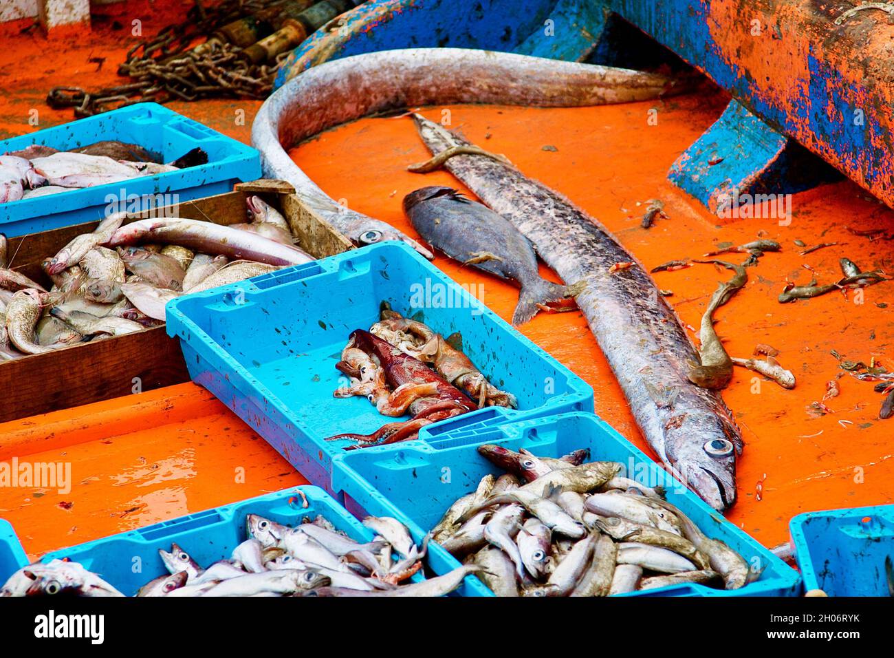 Incredibile pesce fresco dal mare su una barca Foto Stock