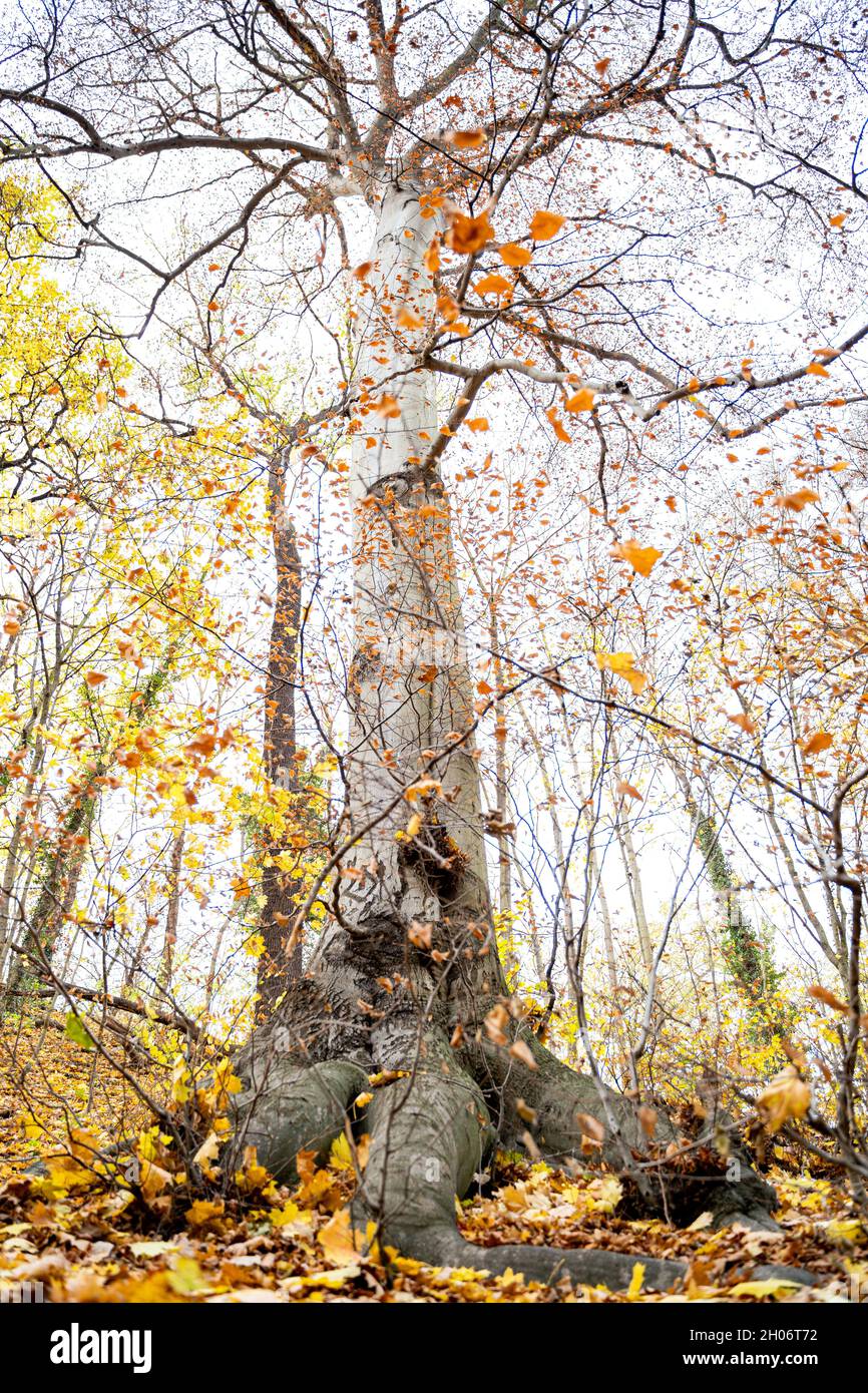 Alto grande albero di acero vecchio con foglie di giallo autunno e radici spesse nella foresta Foto Stock
