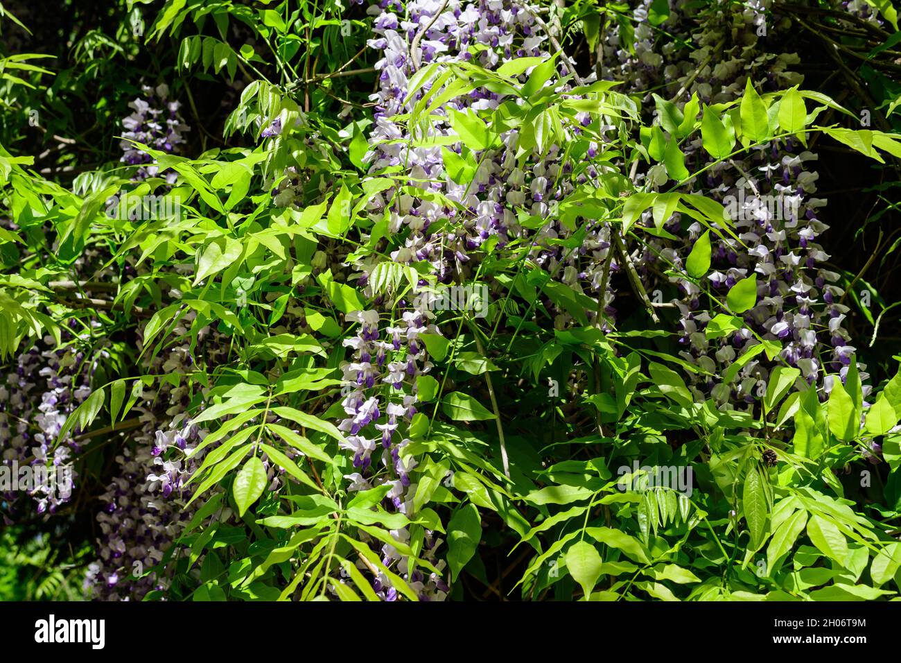 Molti fiori di Wisteria blu chiaro e grandi foglie verdi verso il cielo blu chiaro in un giardino in una giornata di primavera soleggiata, bello sfondo floreale all'aperto Foto Stock