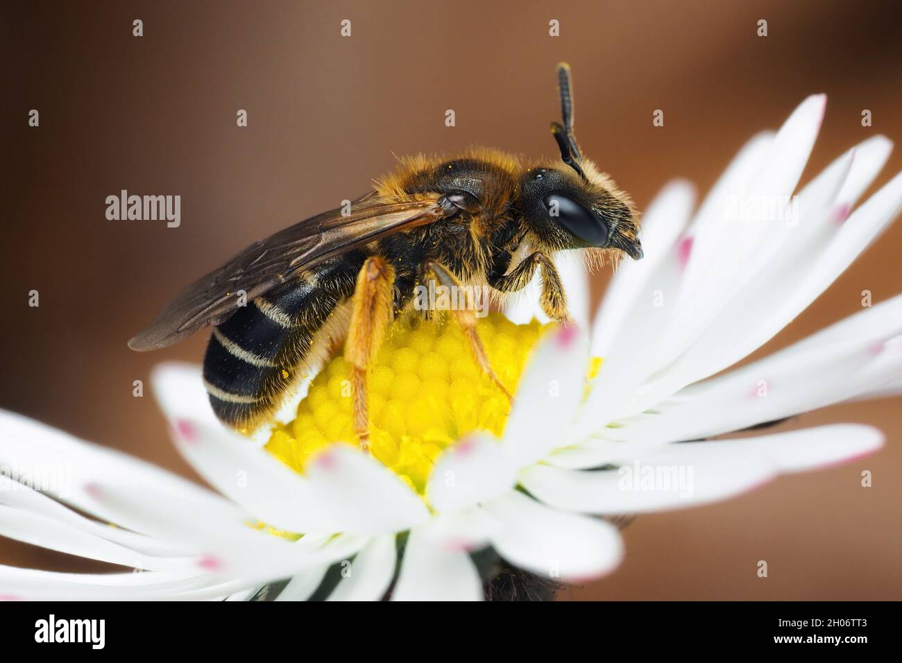 Ape del solco a zampe arancioni (Halictus rubicundus) sulla testa del fiore. Tipperary, Irlanda Foto Stock