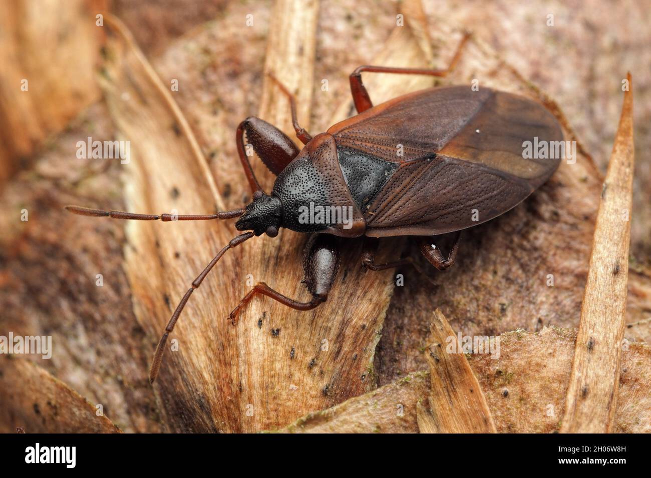 Pino cono Bug (Gastrodes grossipes) poggiato su cono di pino. Tipperary, Irlanda Foto Stock