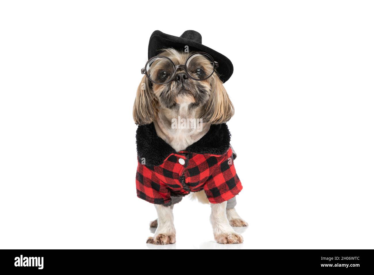carino puppy shih tzu indossando cappello nero, occhiali e giacca plaid e in piedi isolato su sfondo bianco in studio Foto Stock