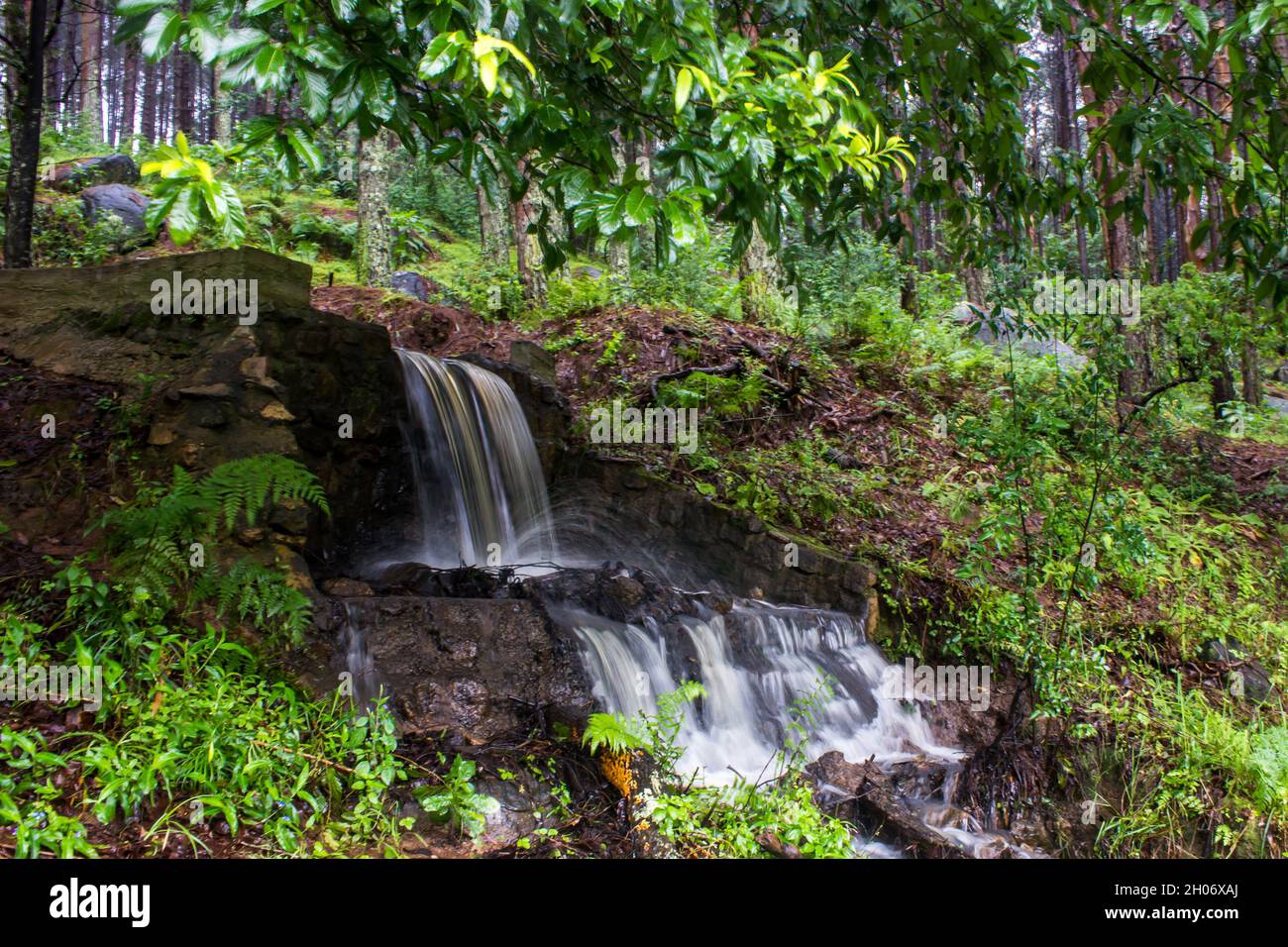 Una piccola cascata artificiale riparata ai margini di una piantagione di pini a Magoebaskloof, Sud Africa. Foto Stock