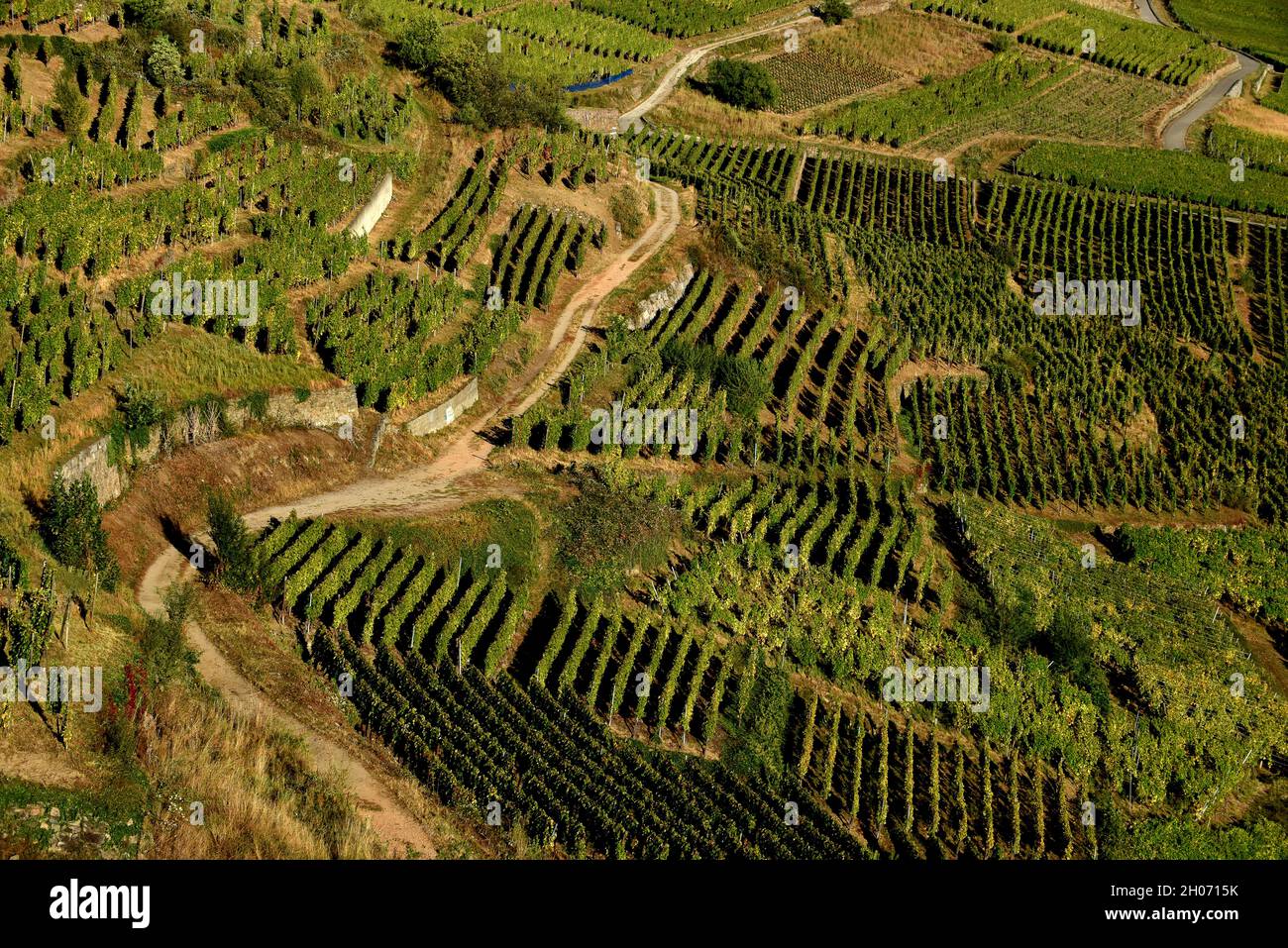 Il paesaggio alsaziano da Kaysersberg guardando verso Sigolsheim Foto Stock