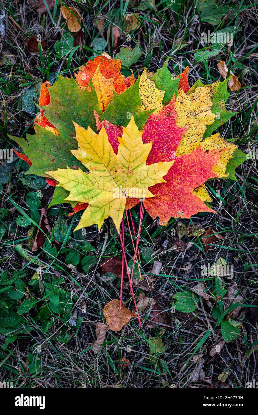 erbario di foglie autunnali di diversi colori Foto Stock