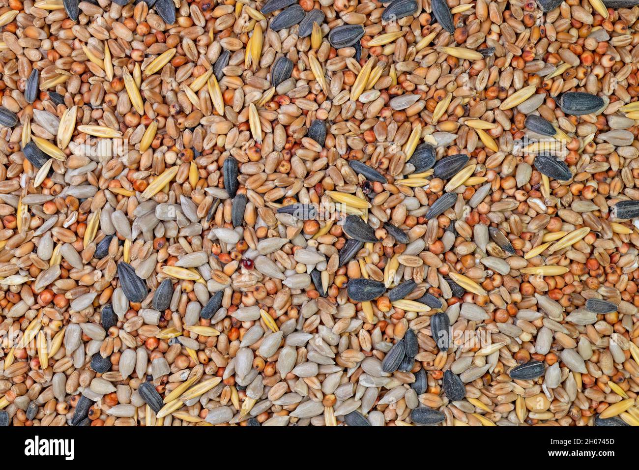 Alimentazione invernale mista per uccelli Foto Stock