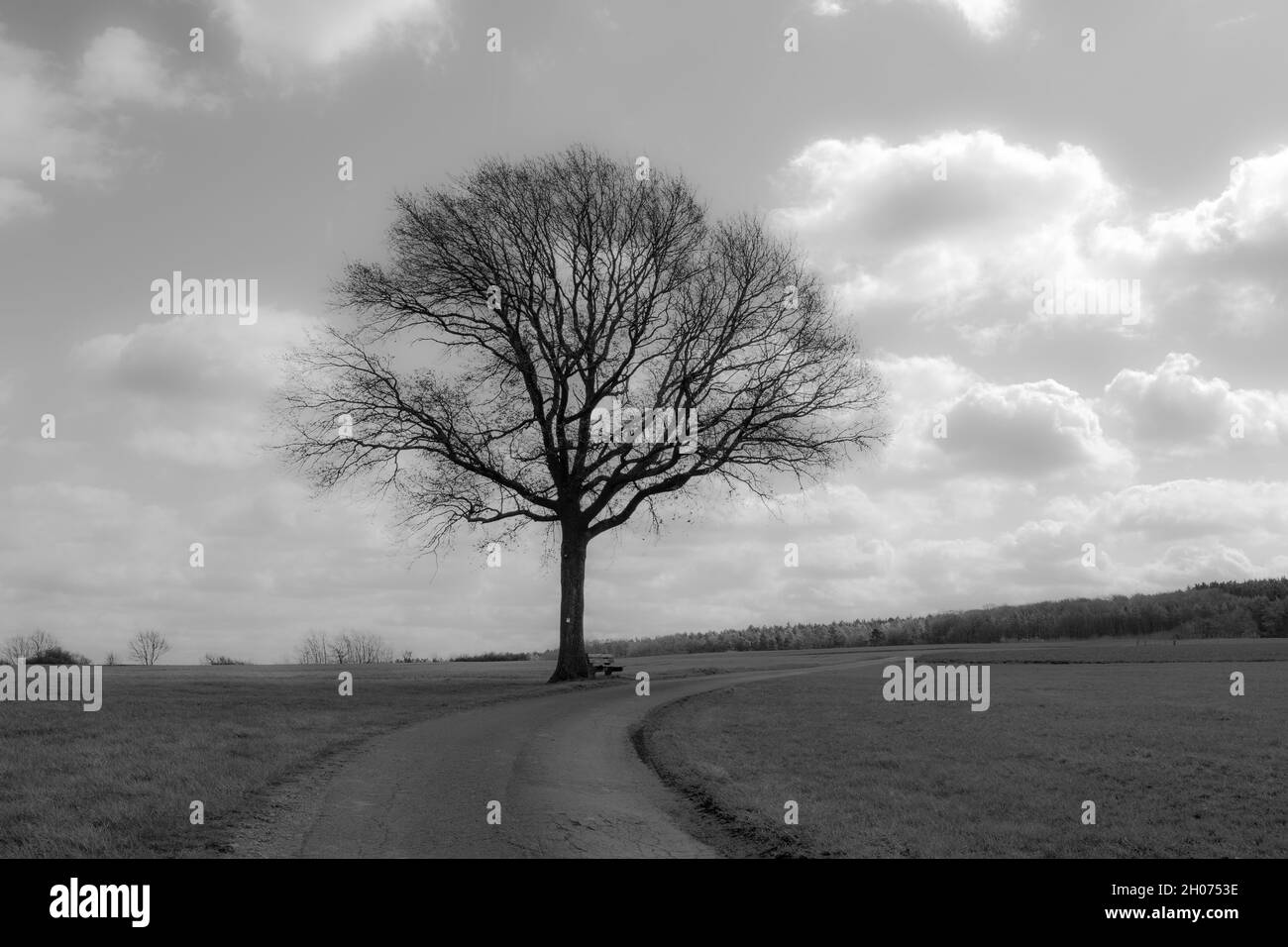 albero solitario in paesaggio monocromatico con cielo nuvoloso Foto Stock