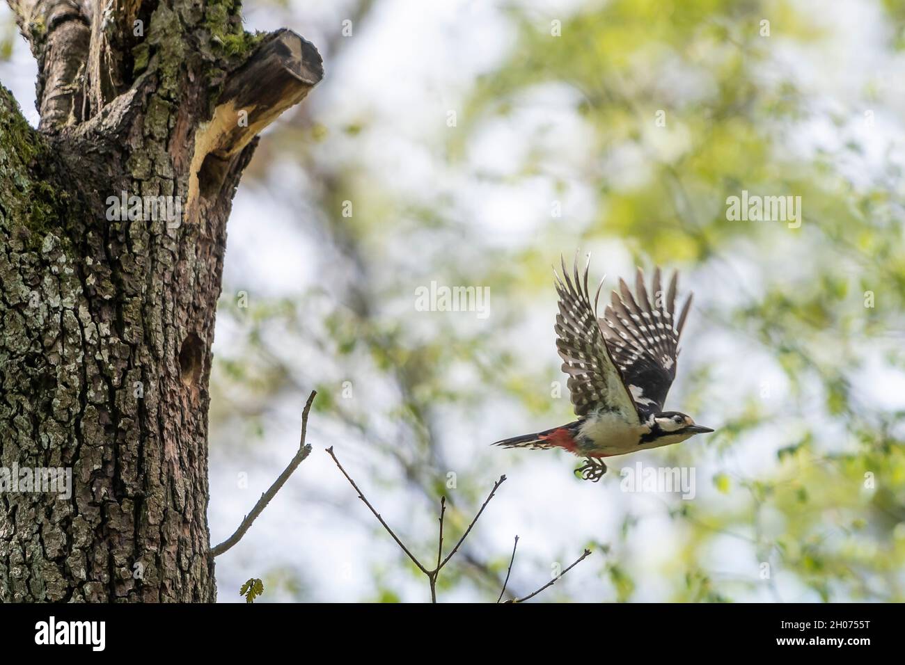 picchiato picchio che vola del suo buco di albero Foto Stock