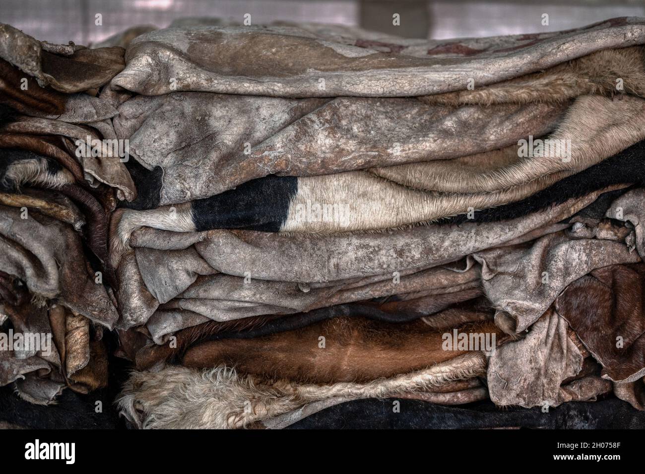 Pelle salmastra di bovini, la pelle è piegata in cumuli. Foto Stock