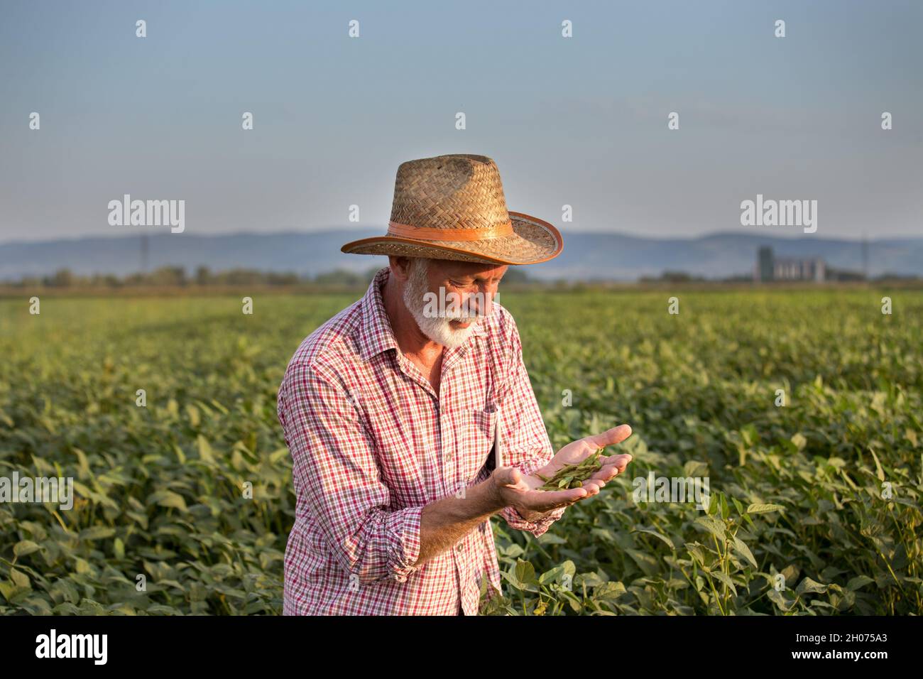 Coltivatore maturo che tiene i baccelli verdi in campo di soia in estate ora Foto Stock