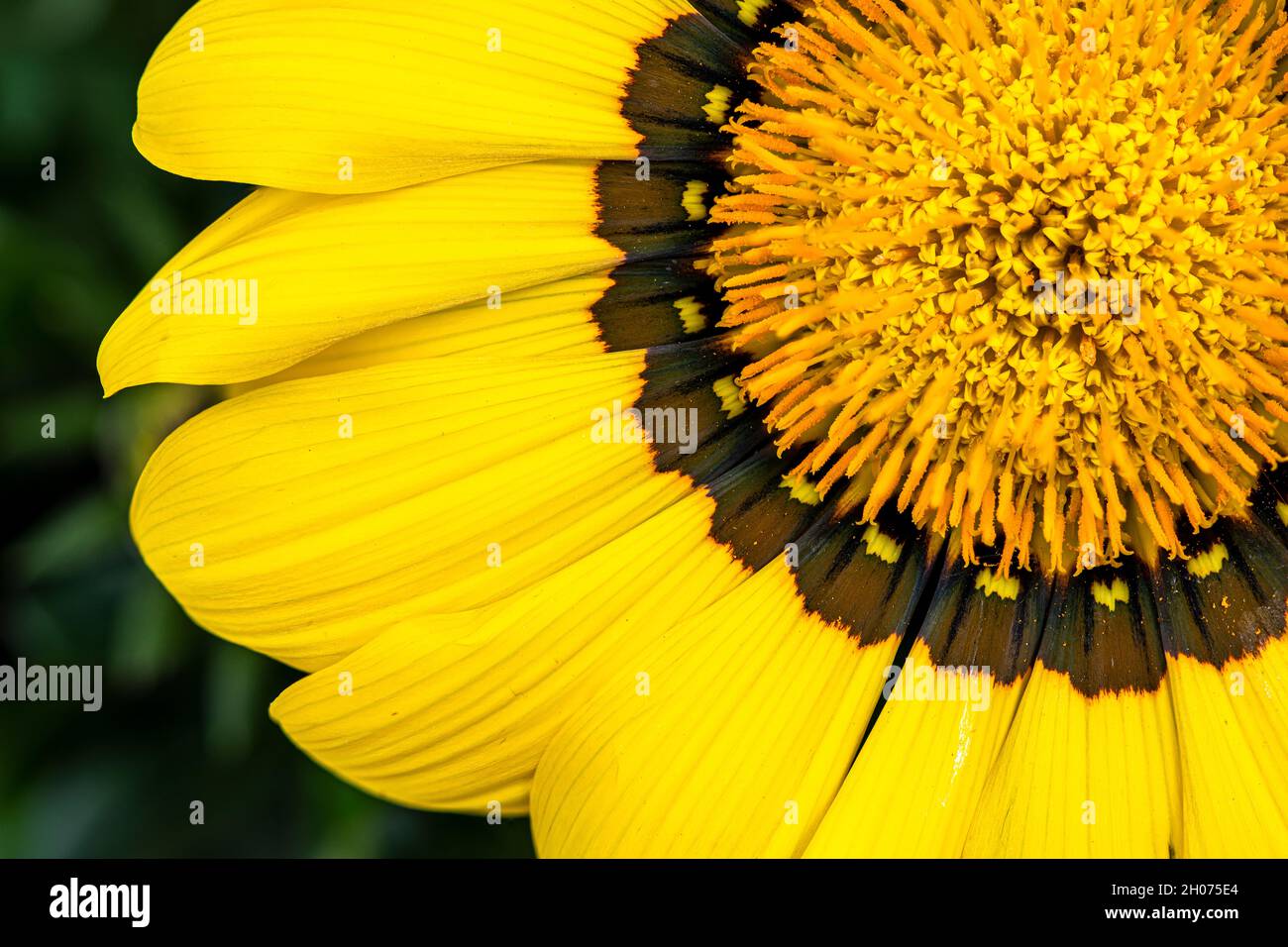 ritaglio di una macro immagine di un fiore di girasole Foto Stock