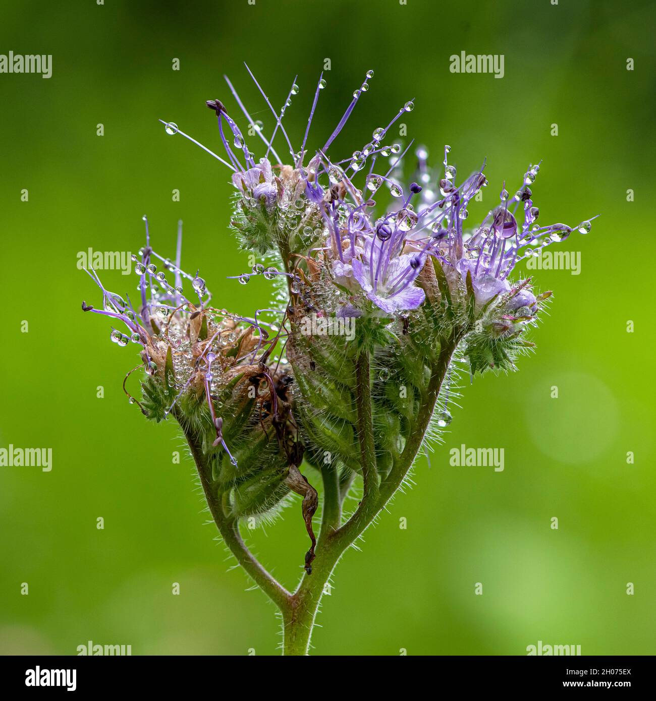 la phacellia fiorisce con gocce di rugiada Foto Stock