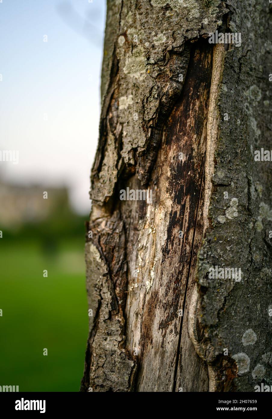 Particolare di un tronco di albero che mostra la texture e grano nel legno. Profondità di campo poco profonda con un prato e un edificio dietro. Primo piano della superficie. Foto Stock