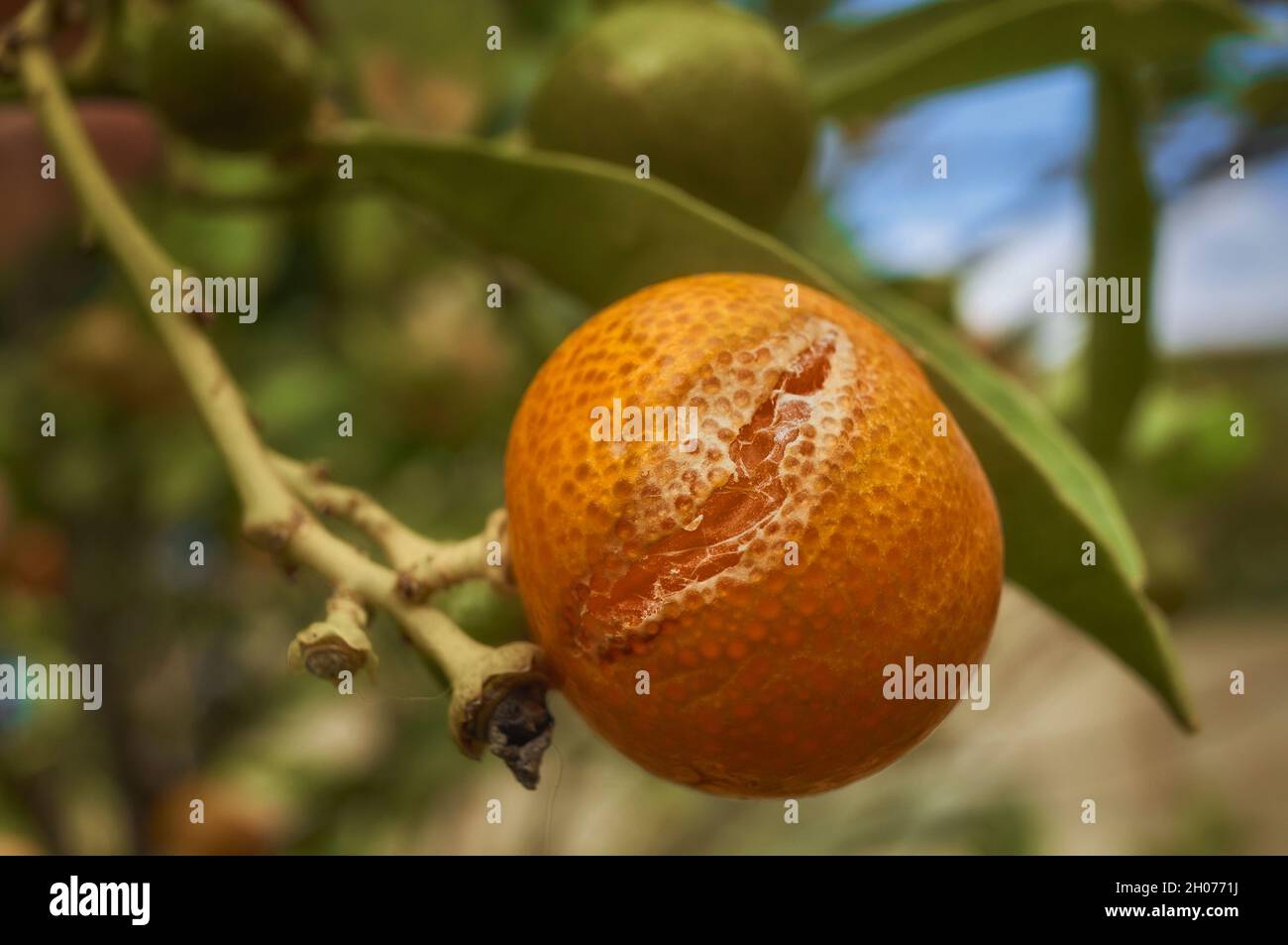 primo piano, macro di un mandarino clementino incrinato, rotto, aperto sul ramo dell'albero Foto Stock