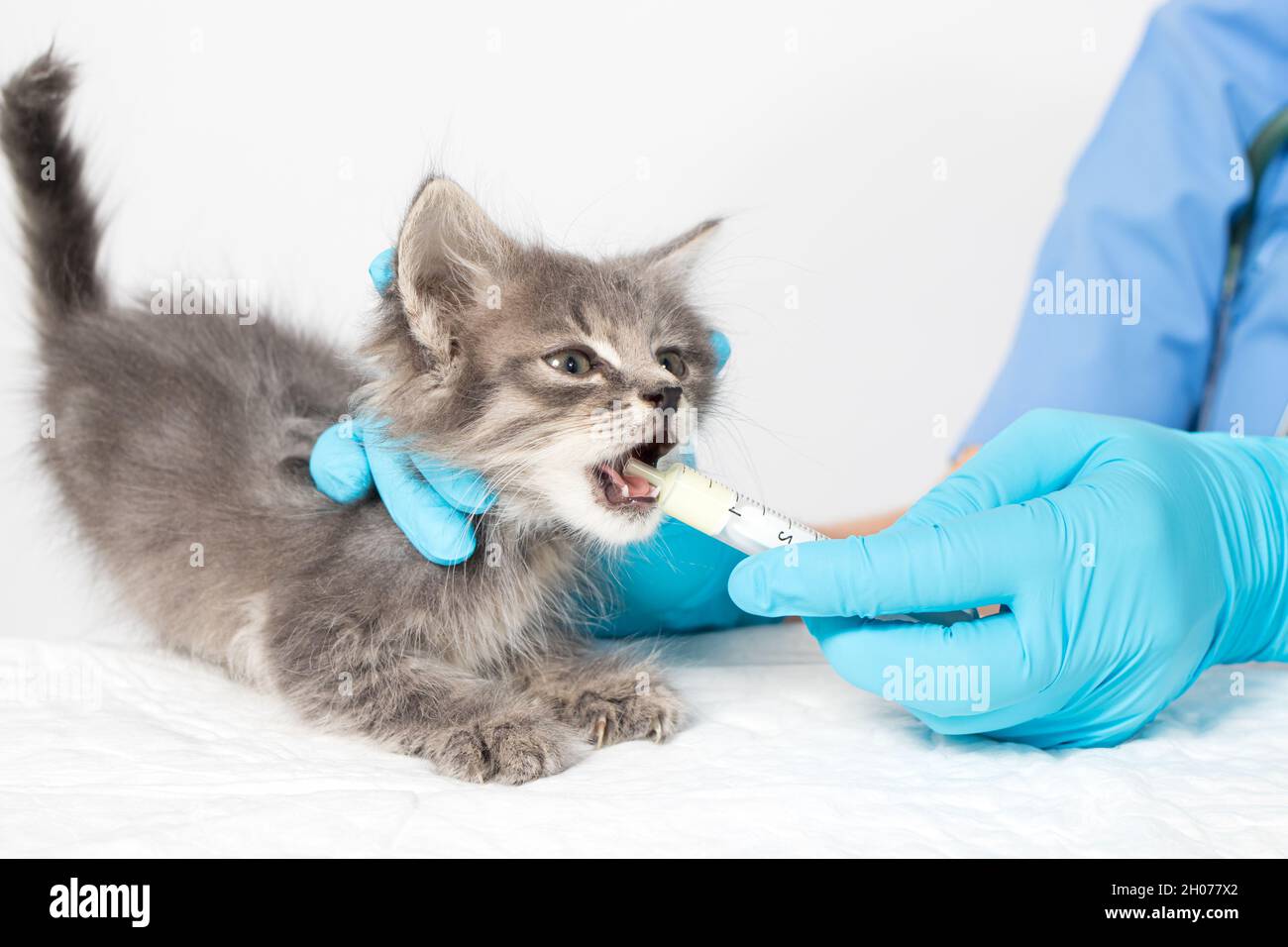 Il veterinario dà al gattino una cura per i vermi. Prevenzione e trattamento dei gatti, clinica veterinaria. Foto Stock