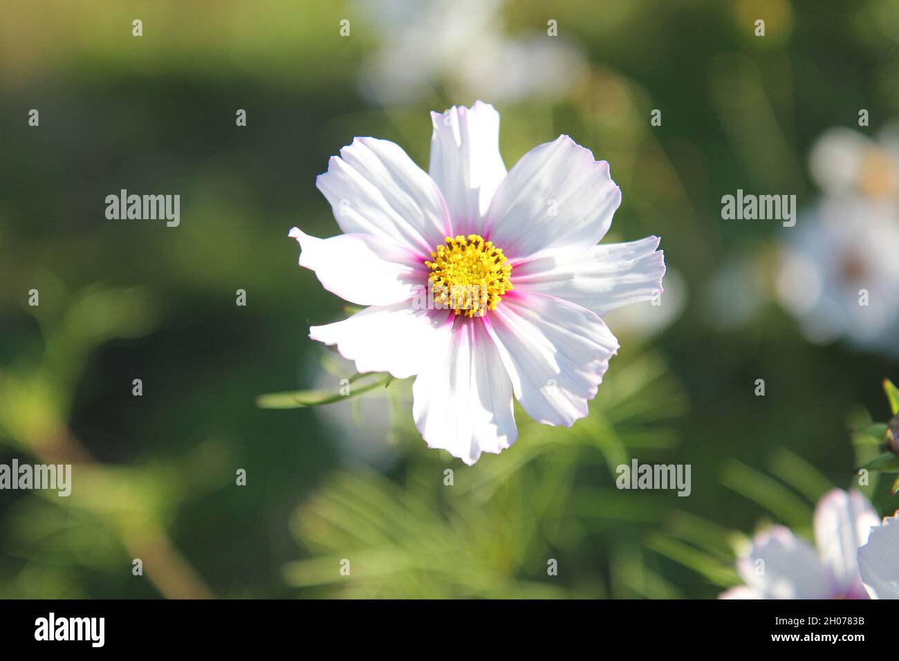 Cosma bianca, cosmo da giardino, isolato su uno sfondo sfocato Foto Stock
