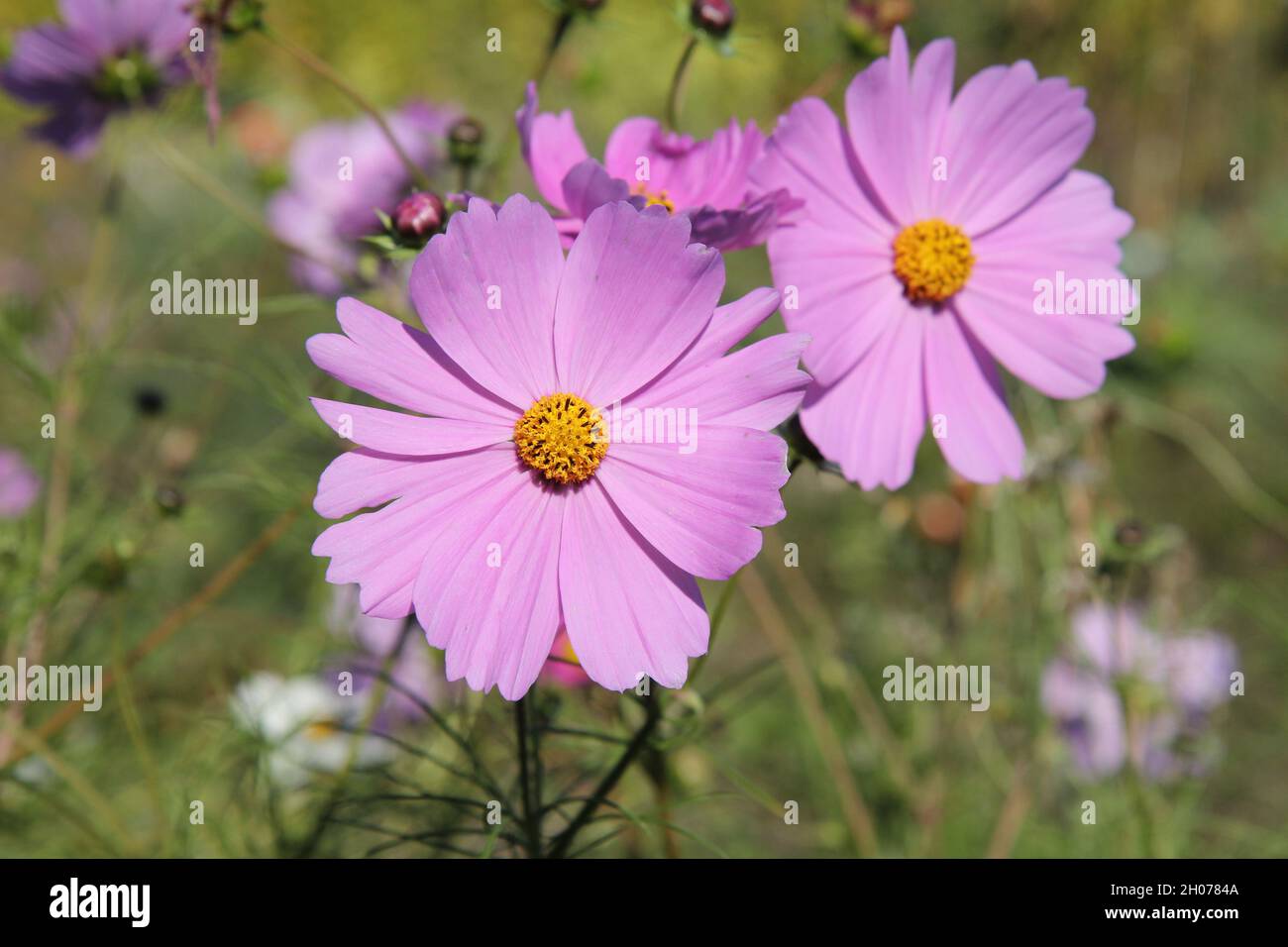 Due fiori, cosmo giardino, cosmeta, piante viola come colpo ad angolo alto. Doppio ritratto. Foto Stock