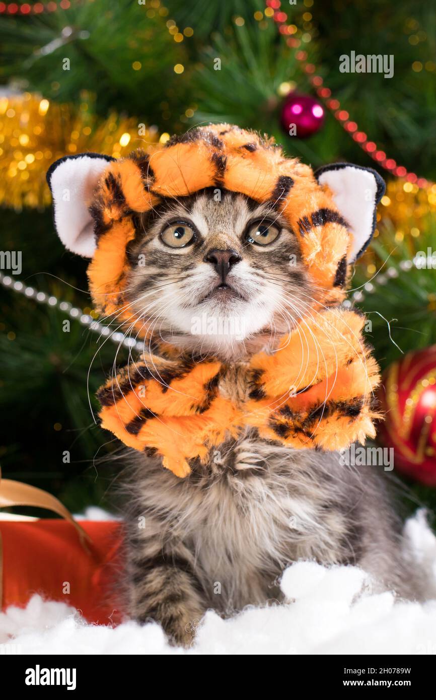 Un gattino in un costume da tigre si prepara per Natale e Capodanno. Foto Stock