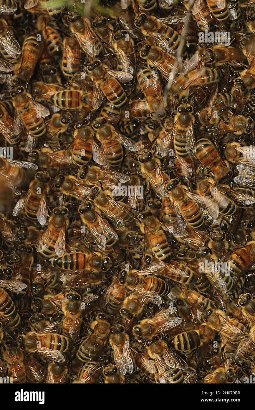 Ape del miele occidentale (Apis mellifera) sciame Foto Stock