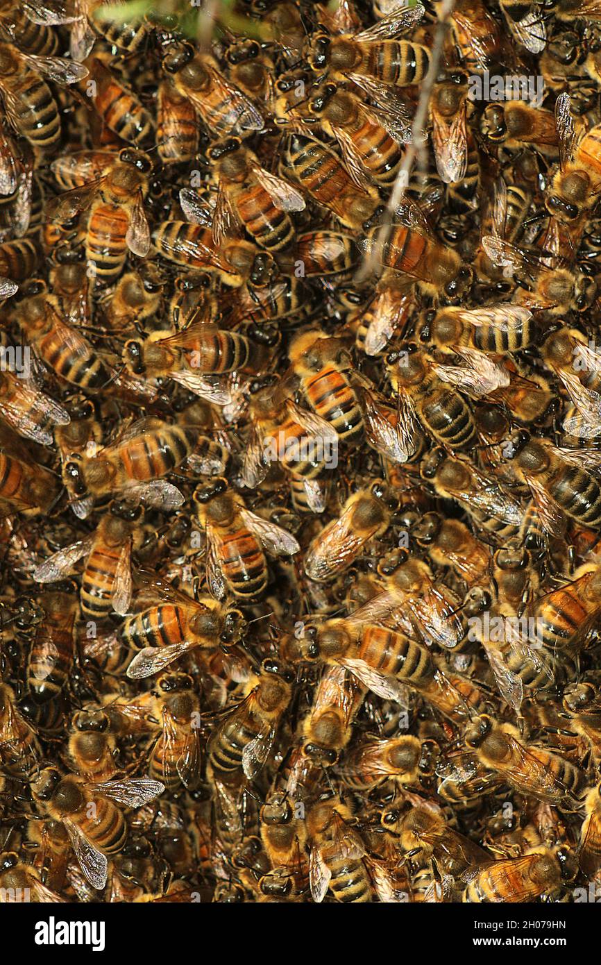 Ape del miele occidentale (Apis mellifera) sciame Foto Stock