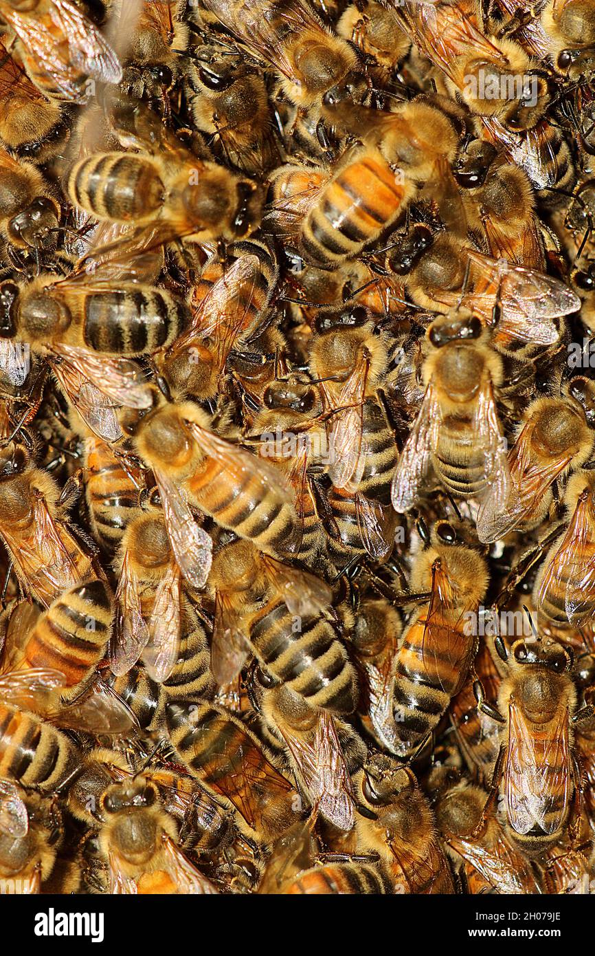 Ape del miele occidentale (Apis mellifera) sciame Foto Stock