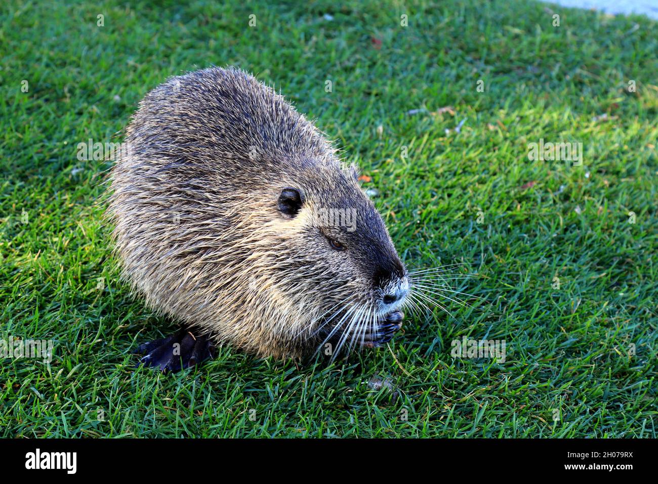 Nutria con pelliccia nera lunga, una lontra siede sul verde erba vicino al fiume, primo piano. Acqua ratto, muskrat siede in un parco, foresta, fattoria. Foto Stock