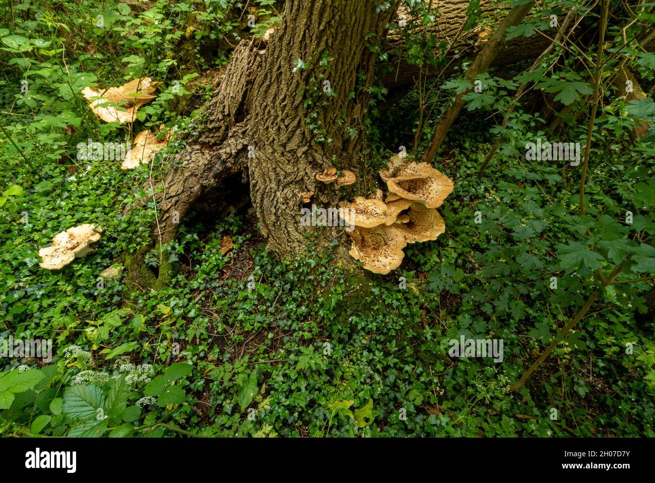 Cerioporus squamosus, Polyporus squamosus, basidiomycete, staffa fungo, in più ampio palliativo bosco impostazione. Foto Stock