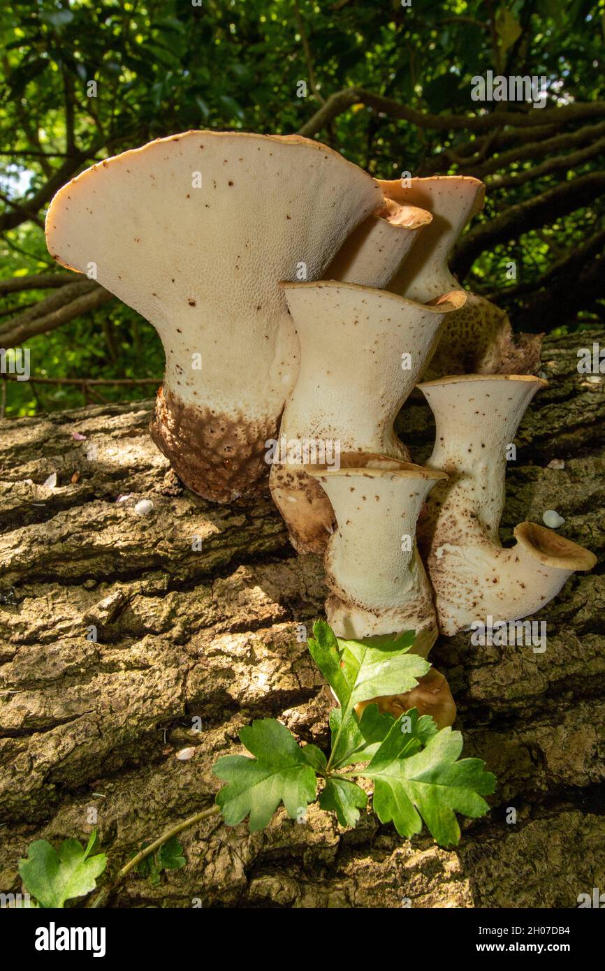 Cerioporus squamosus, Polyporus squamosus, basidiomycete, staffa fungo, in più ampio palliativo bosco impostazione. Foto Stock