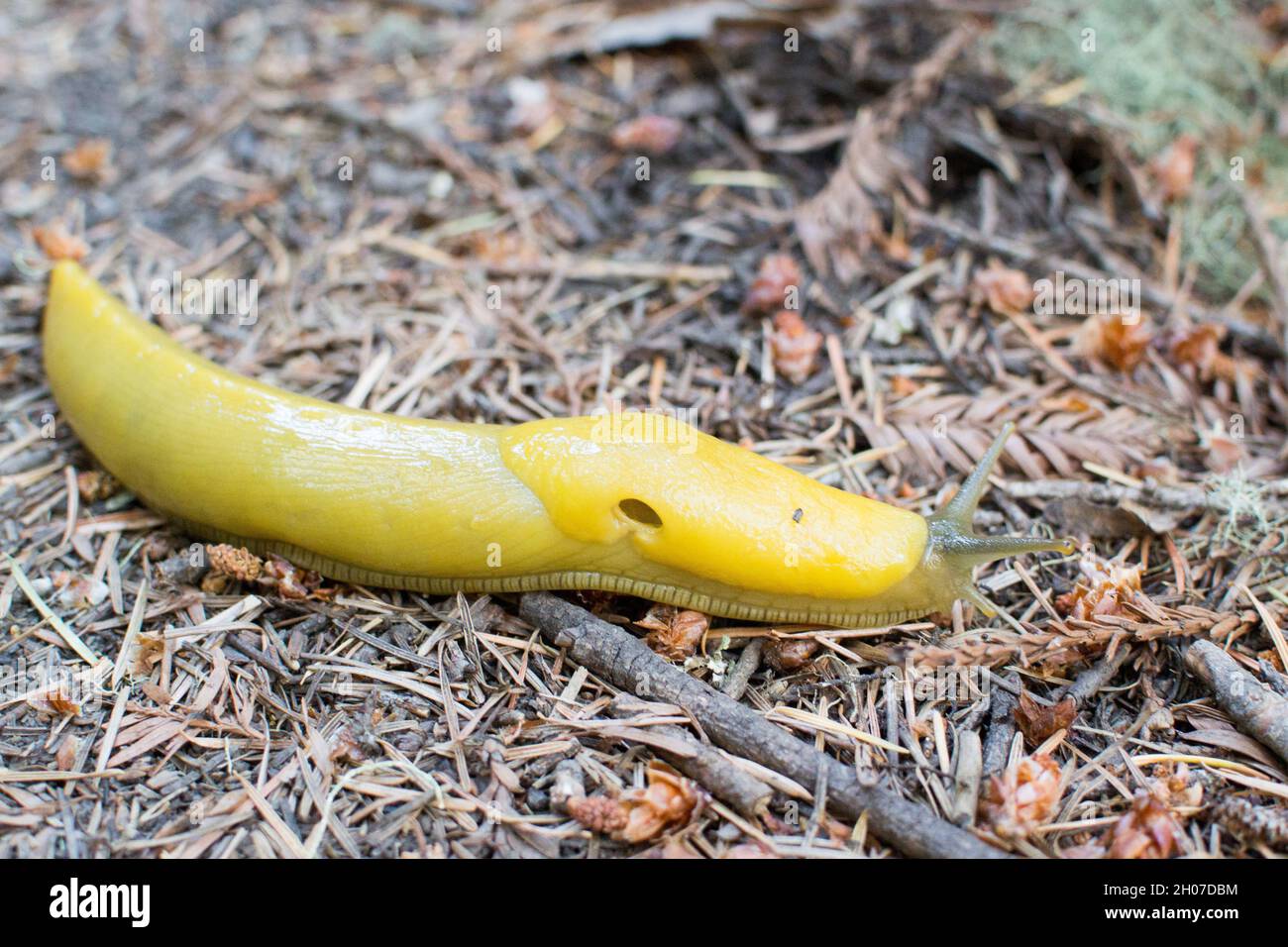 Una banana slug giallo brillante sugli aghi di pino sul pavimento della foresta Sam McDonald Park, Loma Mar, California. Foto Stock