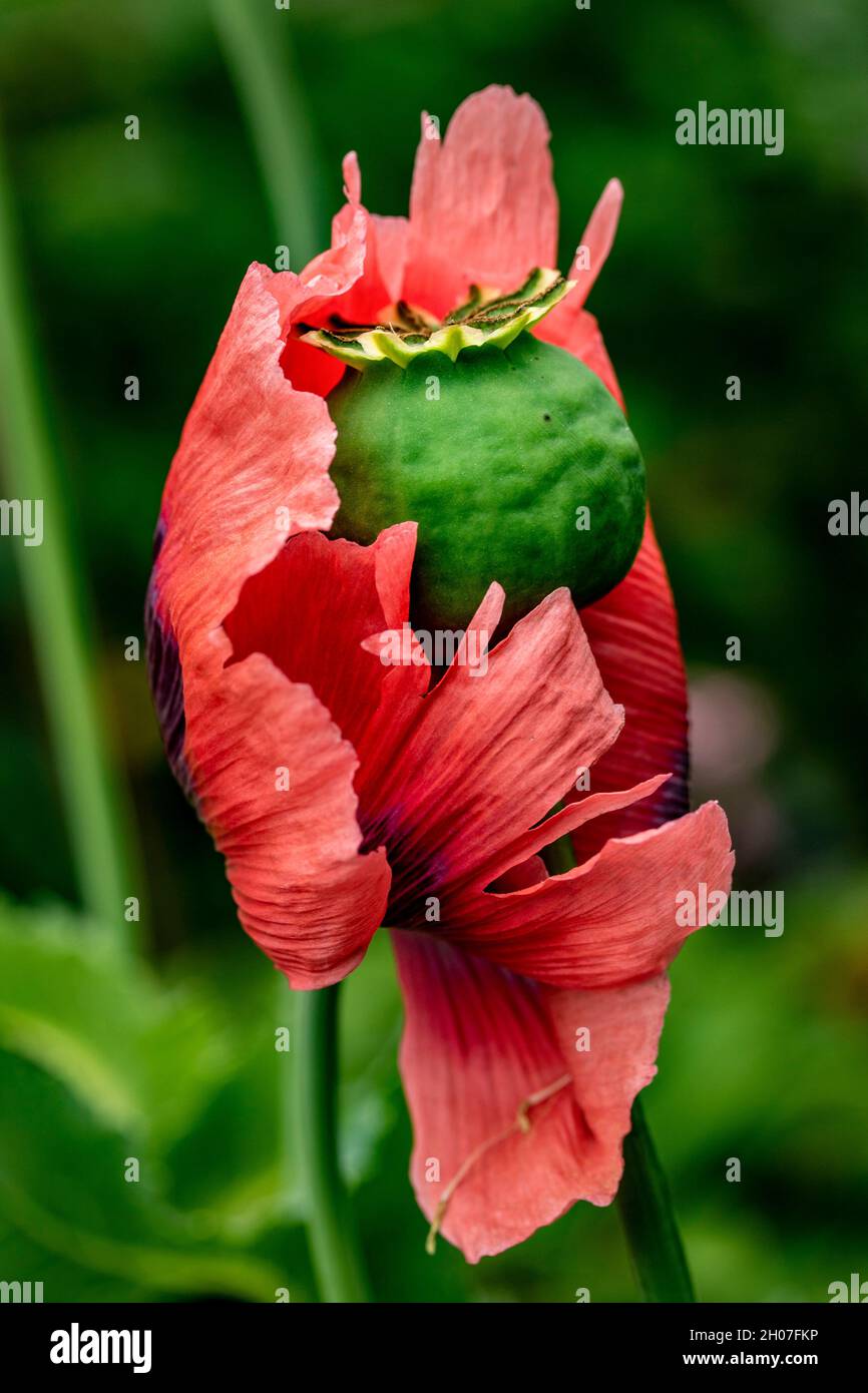 Ritratto di pianta semi astratto di Opium Poppy (Papaver somniferum) testa  di fiore in un giardino urbano inglese, Regno Unito, Europa Foto stock -  Alamy