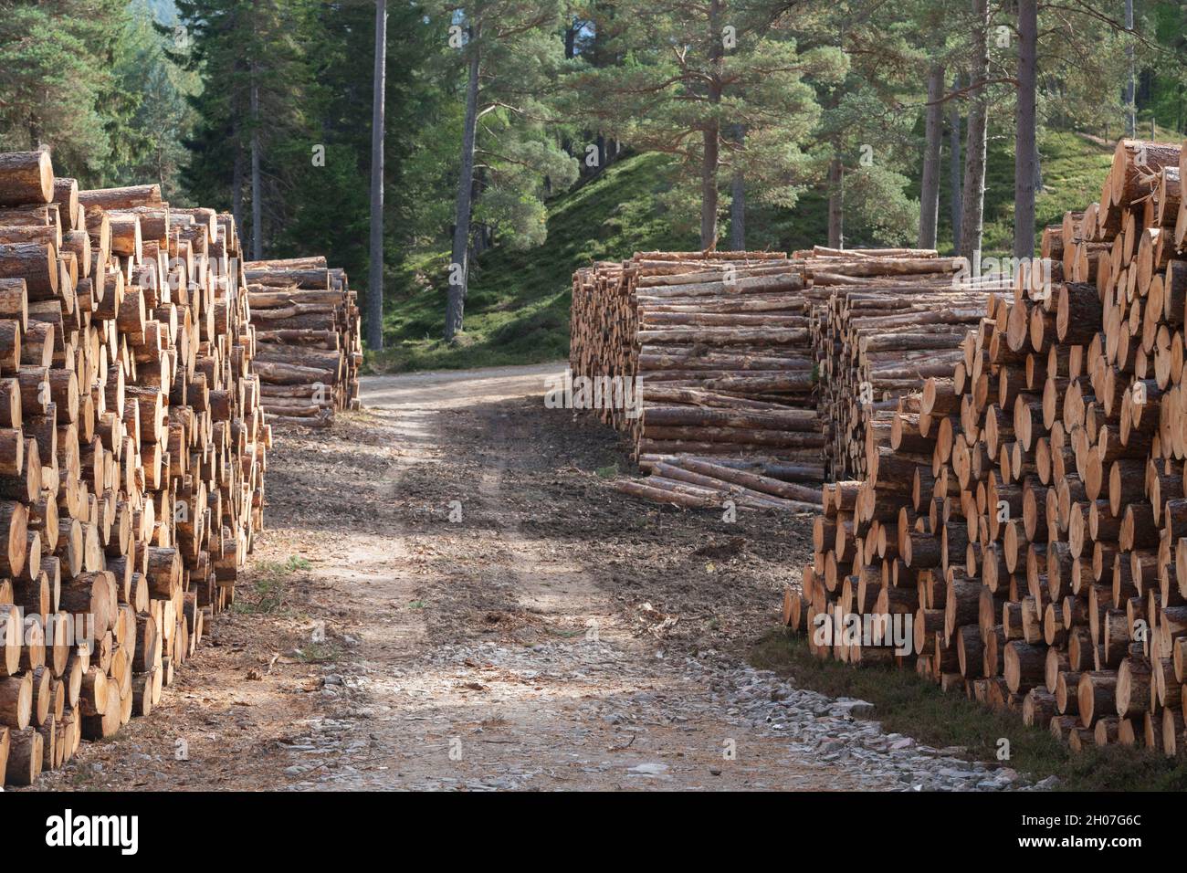 Tronchi di pino scozzese (Pinus Sylvestris) impilati a lato di una pista forestale nelle Highlands della Scozia Foto Stock