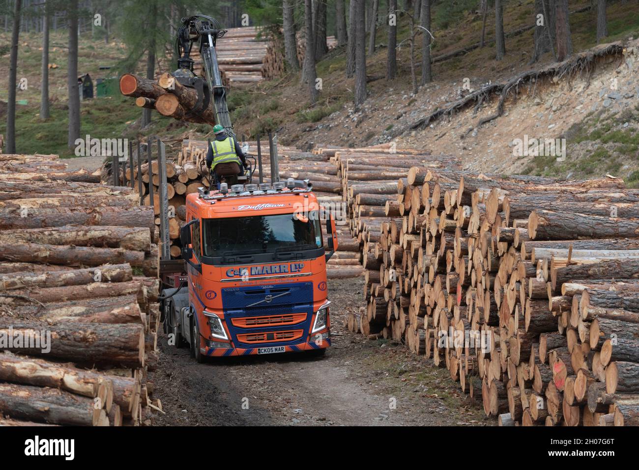 Un operatore che utilizza una gru montata su rimorchio per caricare legname rotondo da una pila di tronchi su un trasportatore in una foresta nel Parco Nazionale di Cairngorms Foto Stock