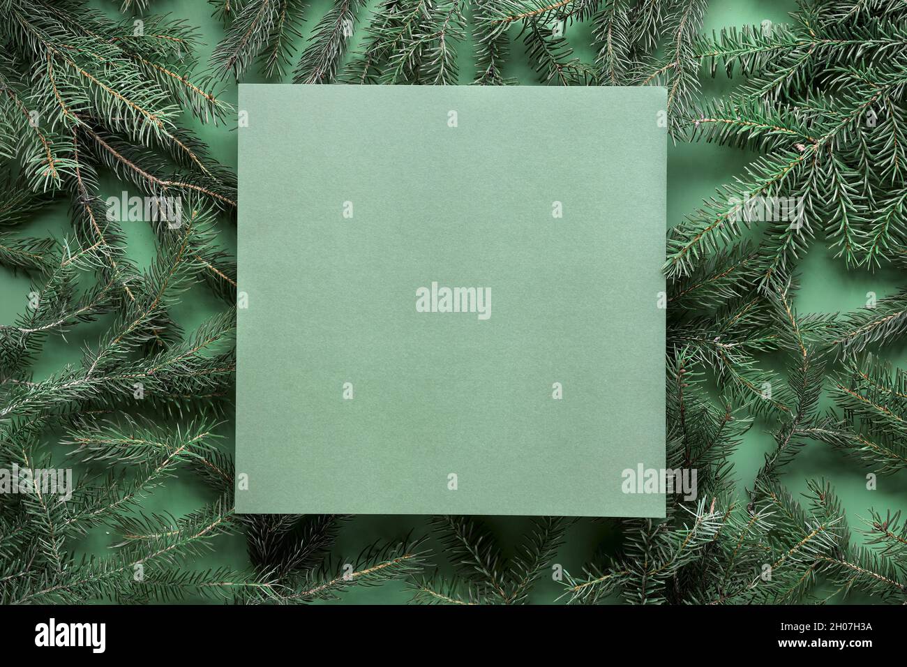 Sfondo verde monocromatico di Natale con spazio di copia quadrato, posto per il testo. Albero naturale non decorato di Natale, rametti di abete. Disposizione piatta, vista dall'alto al buio Foto Stock