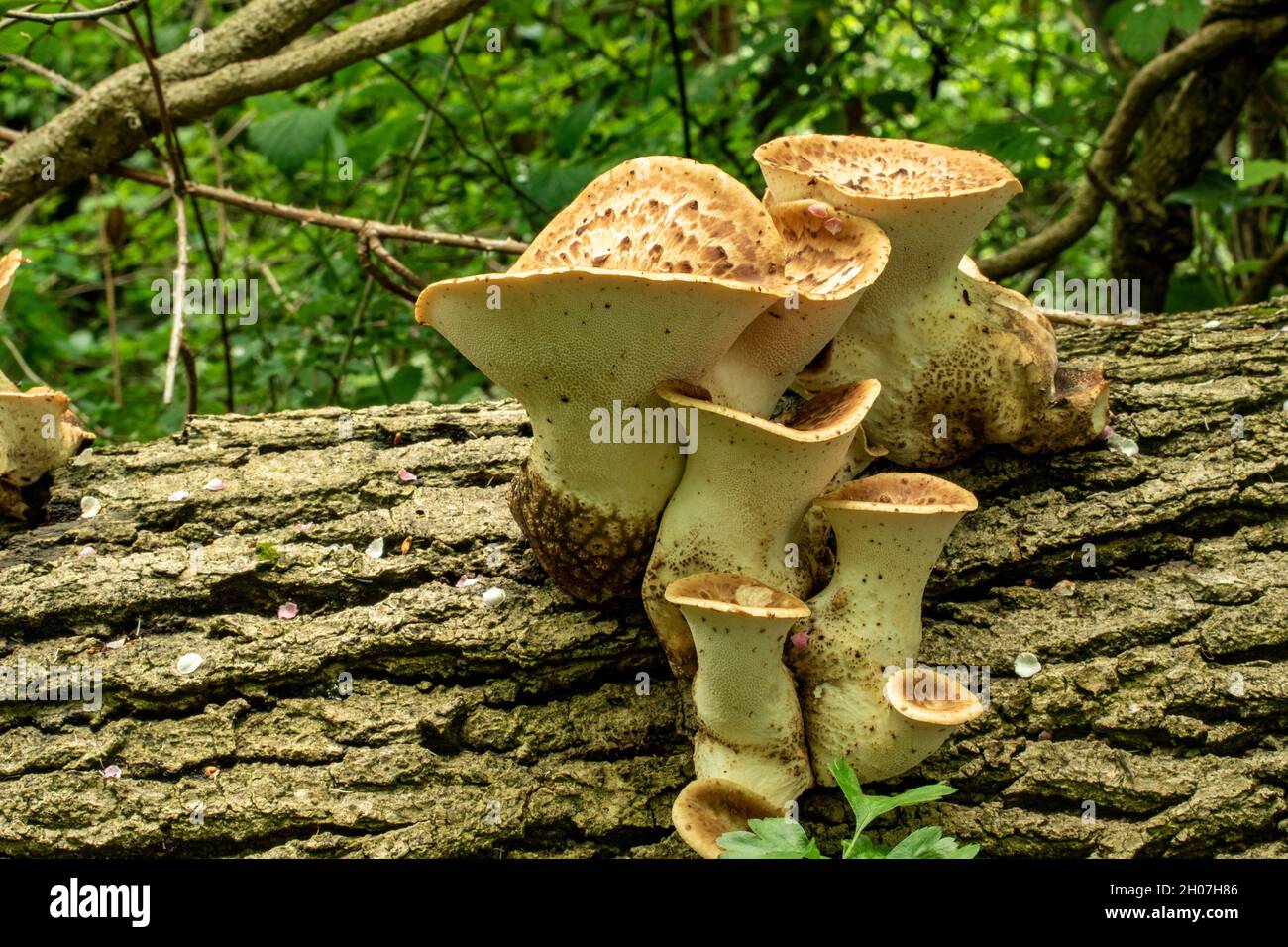 Cerioporus squamosus, Polyporus squamosus, basidiomycete, staffa fungo, in più ampio palliativo bosco impostazione. Foto Stock