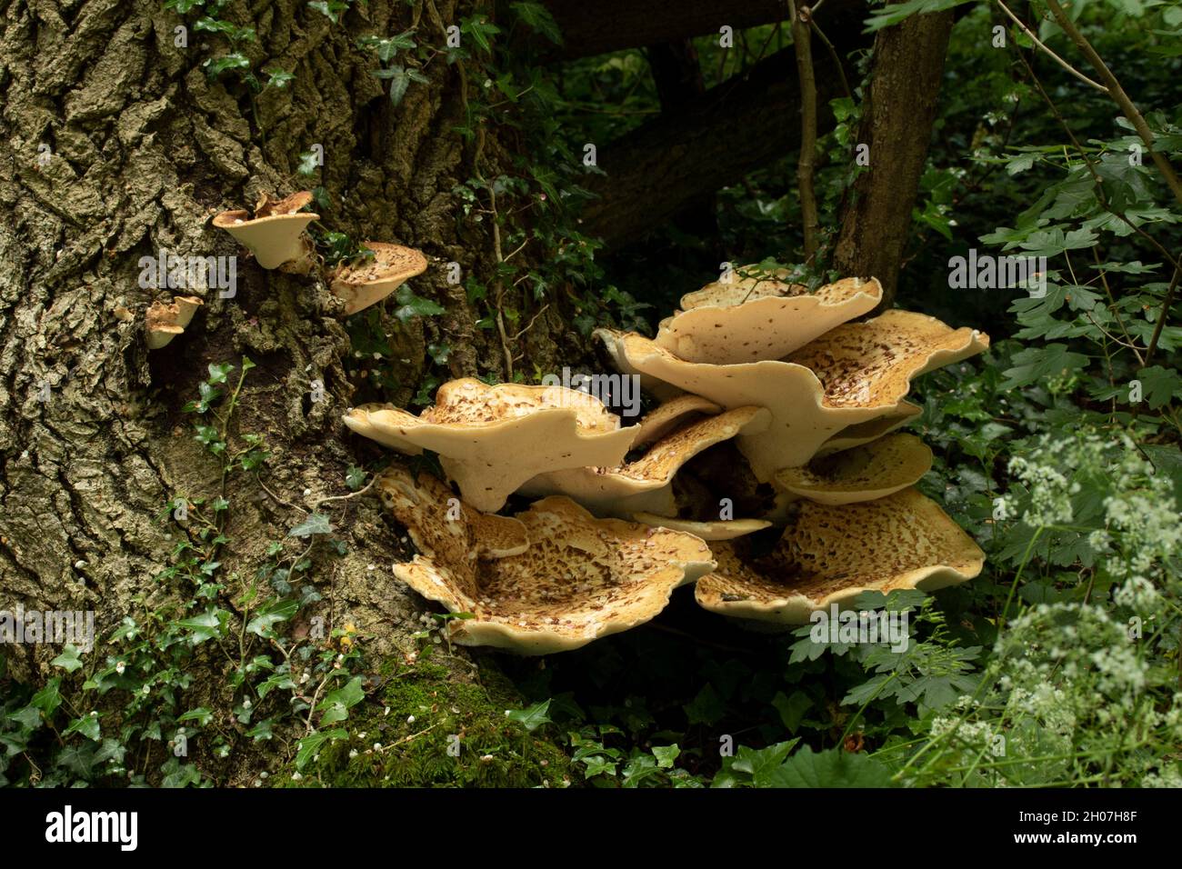 Cerioporus squamosus, Polyporus squamosus, basidiomycete, staffa fungo, in più ampio palliativo bosco impostazione. Foto Stock