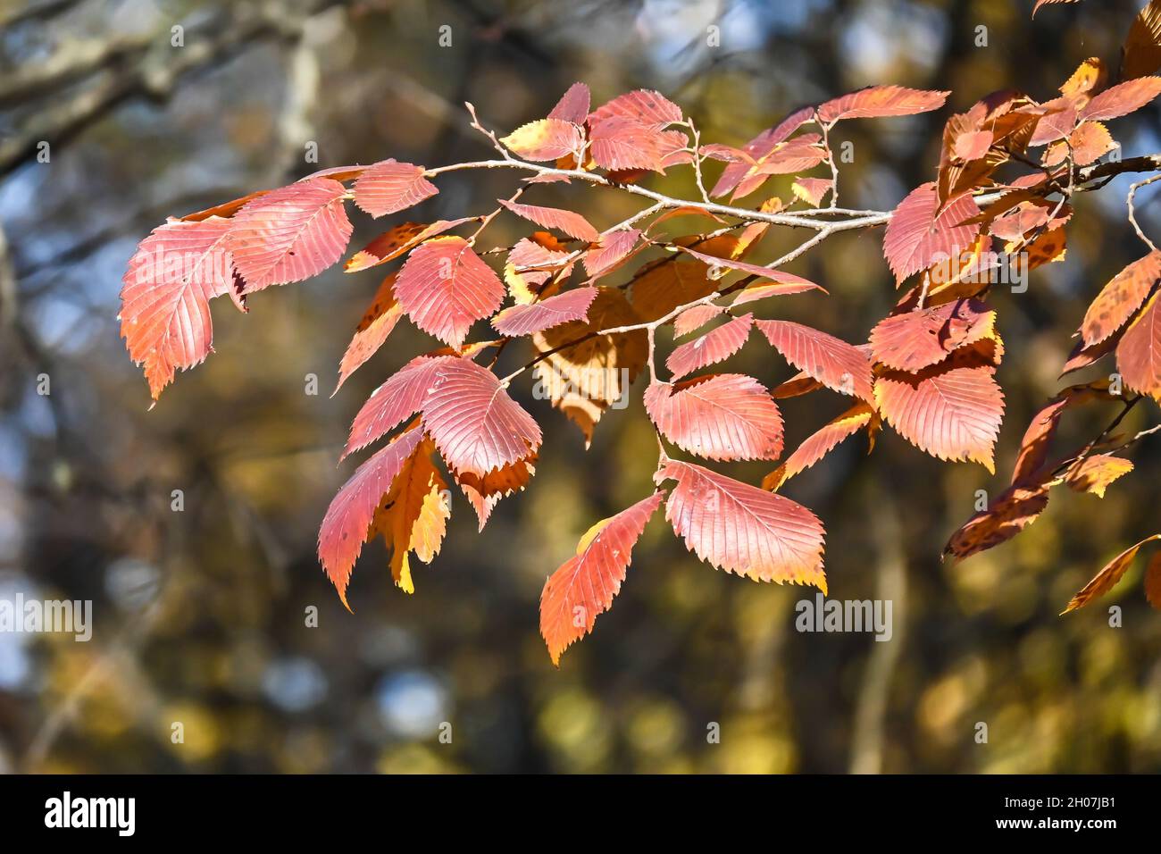 Colori autunnali. Foglie di faggio dai colori vivaci in ottobre. Foto Stock