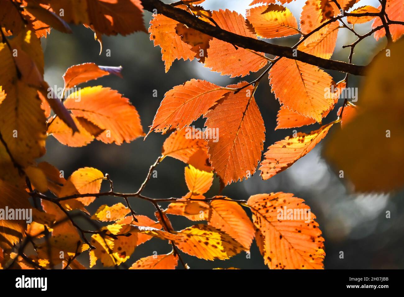 Colori autunnali. Foglie di faggio dai colori vivaci in ottobre. Foto Stock