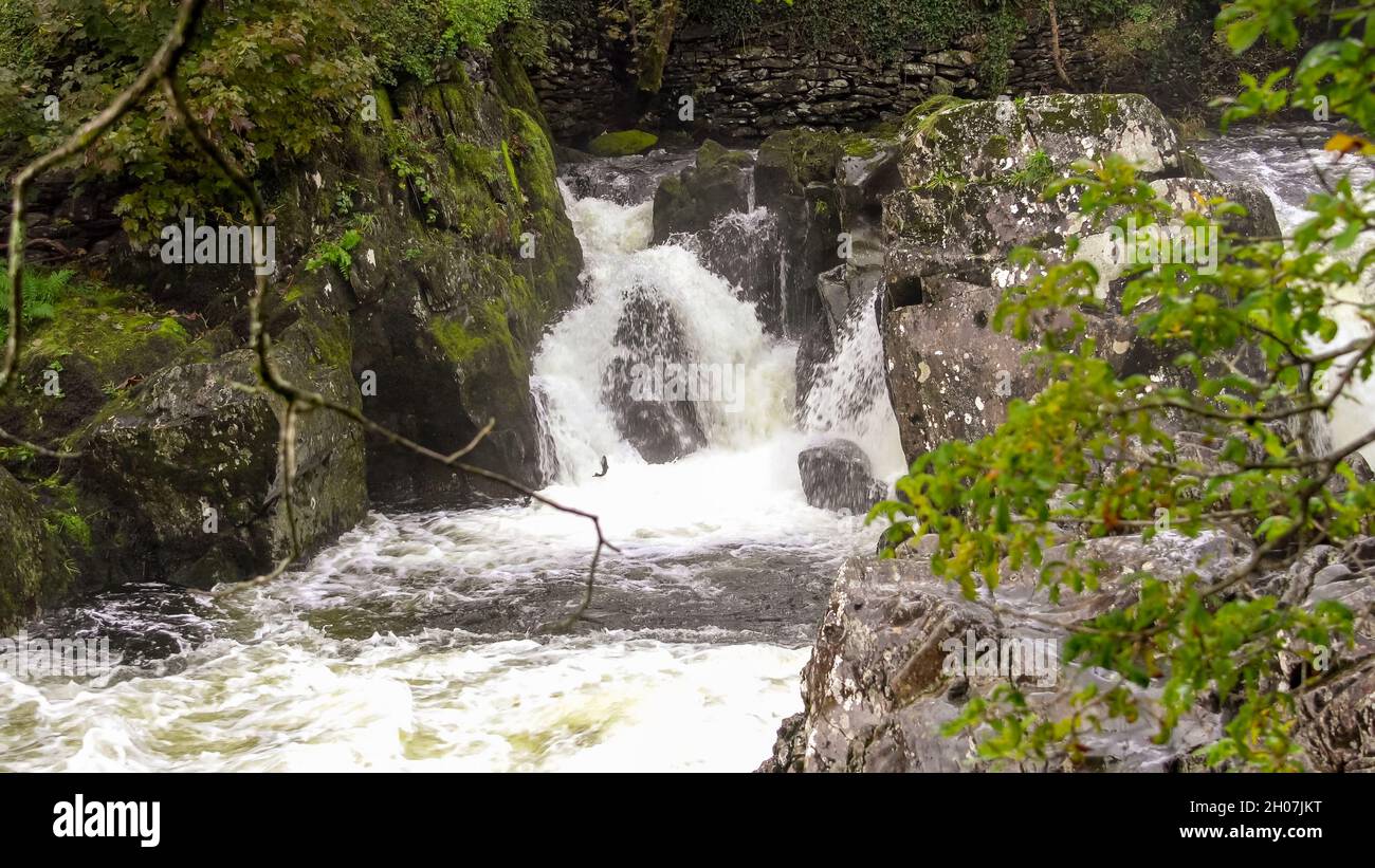 Un salmone che salta ai piedi dell'acqua bianca che cade sulla cascata al ponte pont-y-Pair sull'Afon Llugwy, Betws-y-coed, Snowdonia Park Foto Stock