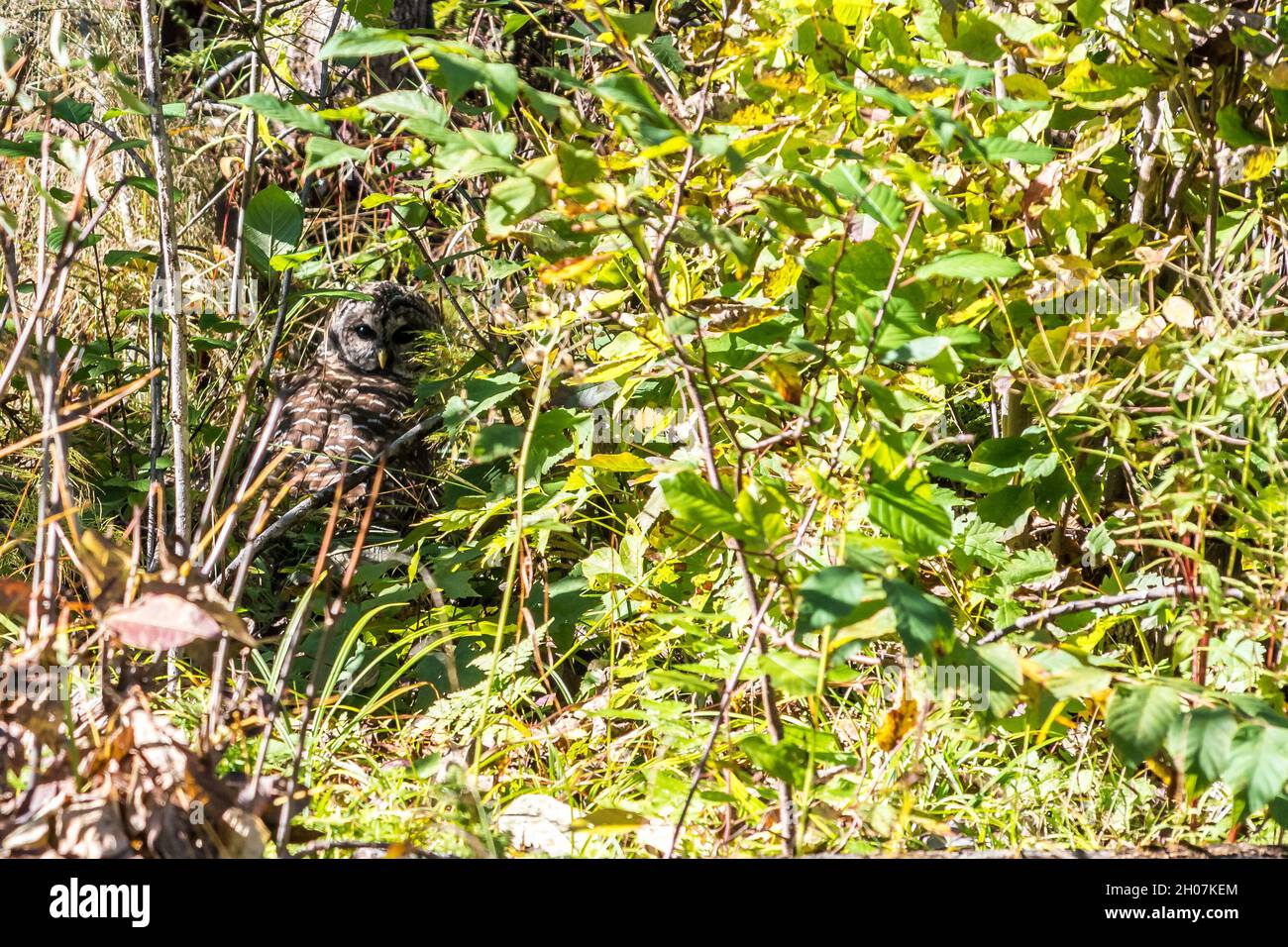 Un gufo Barred osserva attentamente un predatore Foto Stock