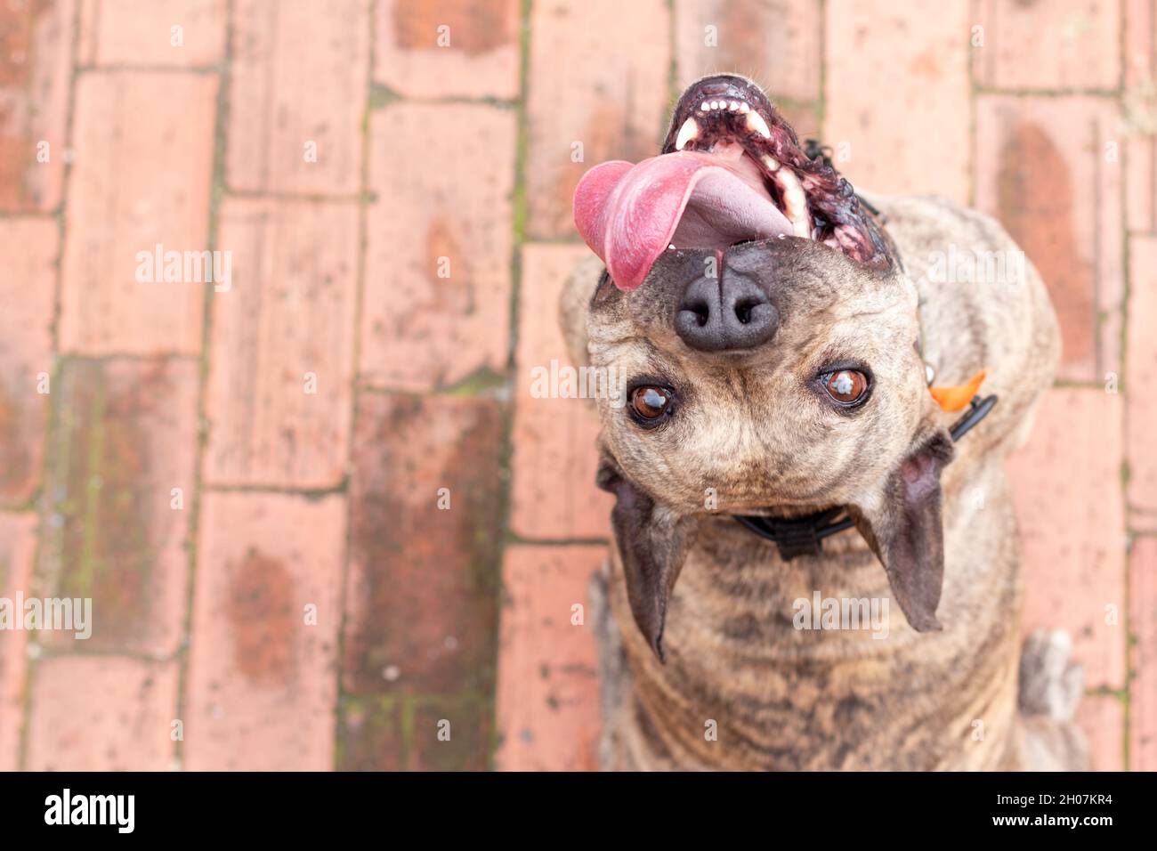 Adorabile pitbull occhio luminoso guardando nella fotocamera mentre sorridendo e attaccando la lingua. Cane o animale domestico seduto guardando indietro. Angolo dall'alto Foto Stock