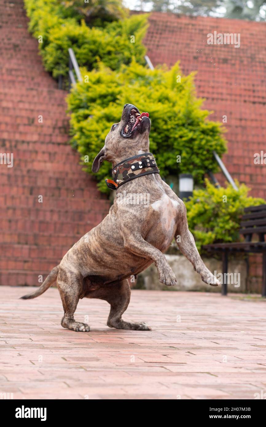 Bella marrone brindle femmina pitbull circa per saltare. Foto verticale. Arbusti e scale sullo sfondo. Foto Stock