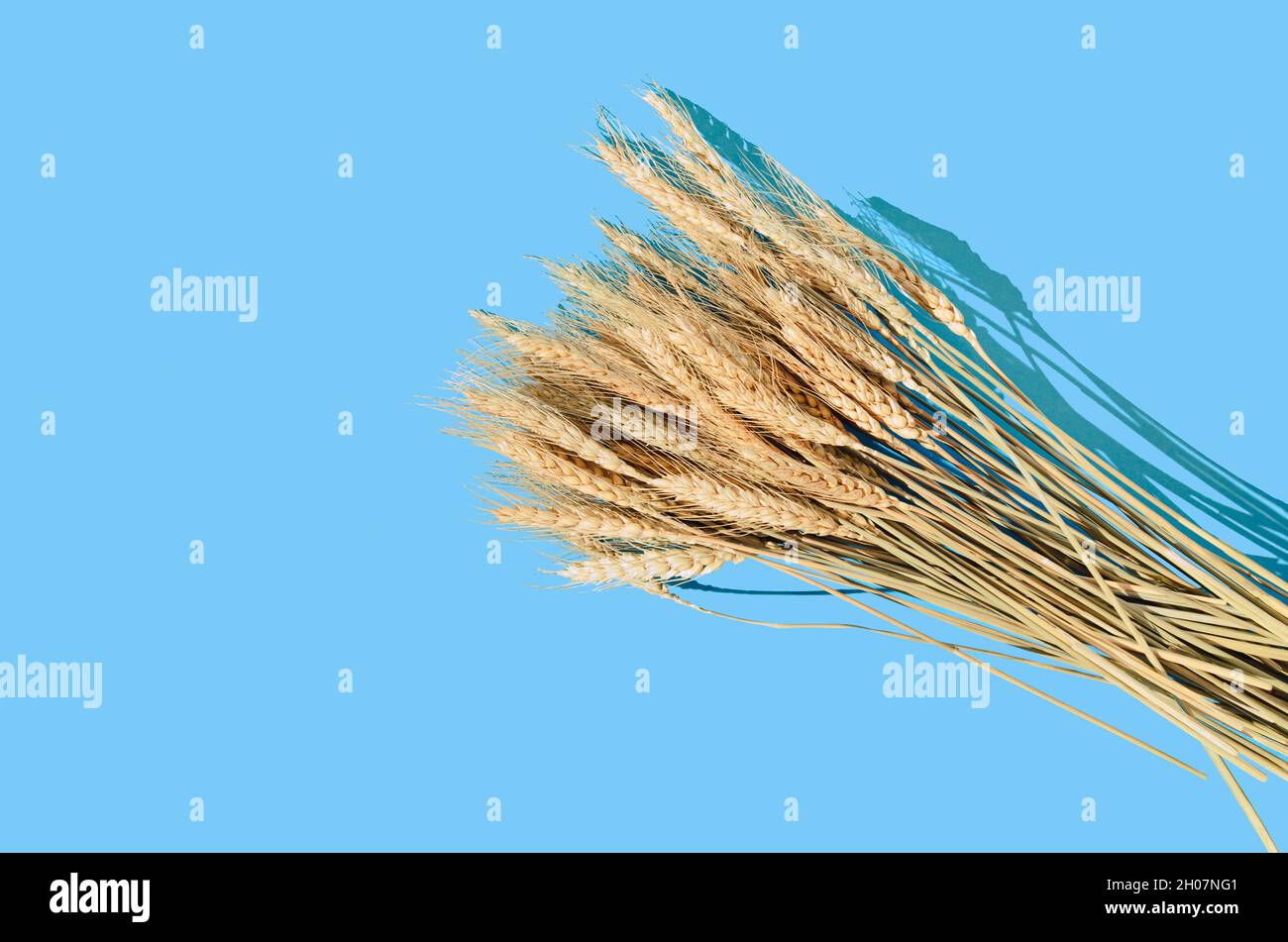 Una composizione minima d'autunno: Erba di grano secca su sfondo blu pastello. Celebrazione del ringraziamento o concetto di autunno. Foto Stock