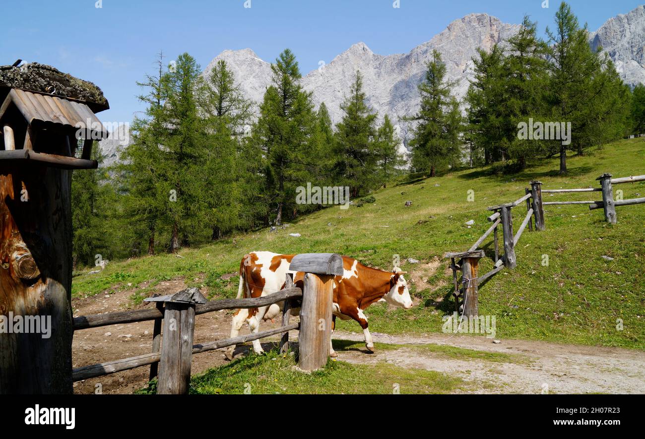 Una vacca che torna all'azienda lattiero-casearia delle Alpi austriache della regione di Dachstein (Austria) Foto Stock