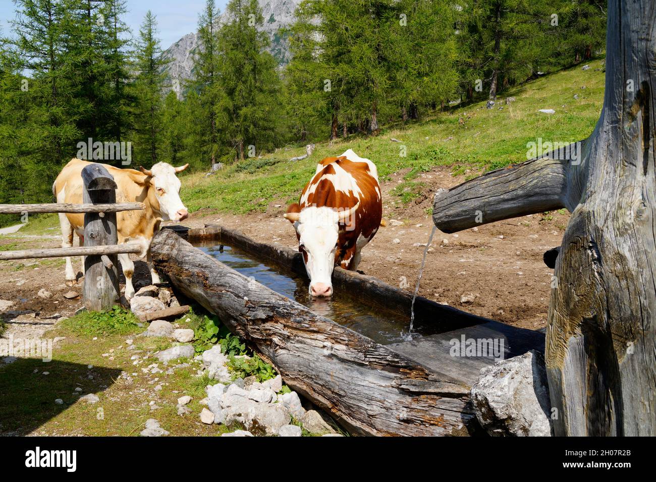 Belle mucche che bevono la valle d'acqua in una giornata di sole in Siria nelle Alpi austriache (regione Schladming-Dachstein in Austria) Foto Stock