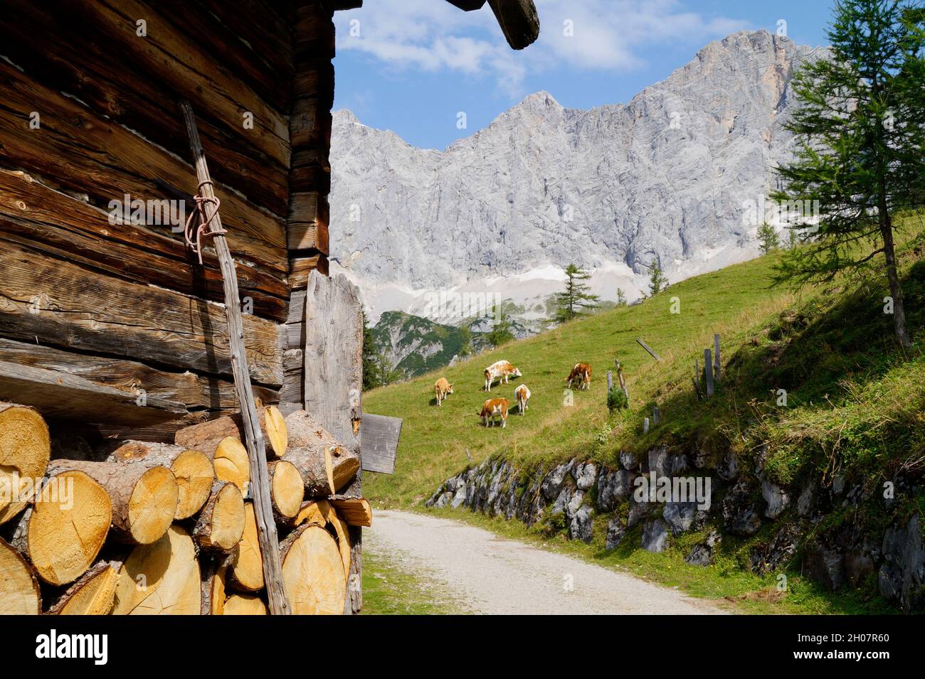 Mucche al pascolo a Neustatt Alm nelle Alpi austriache della regione di Dachstein (Stiria in Austria) Foto Stock
