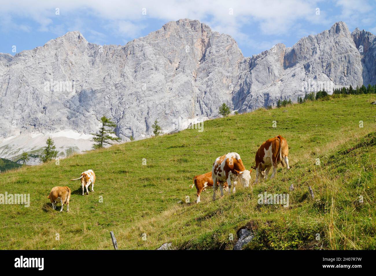 Mucche al pascolo sui prati verdi delle Alpi austriache della regione di Dachstein (Austria) Foto Stock