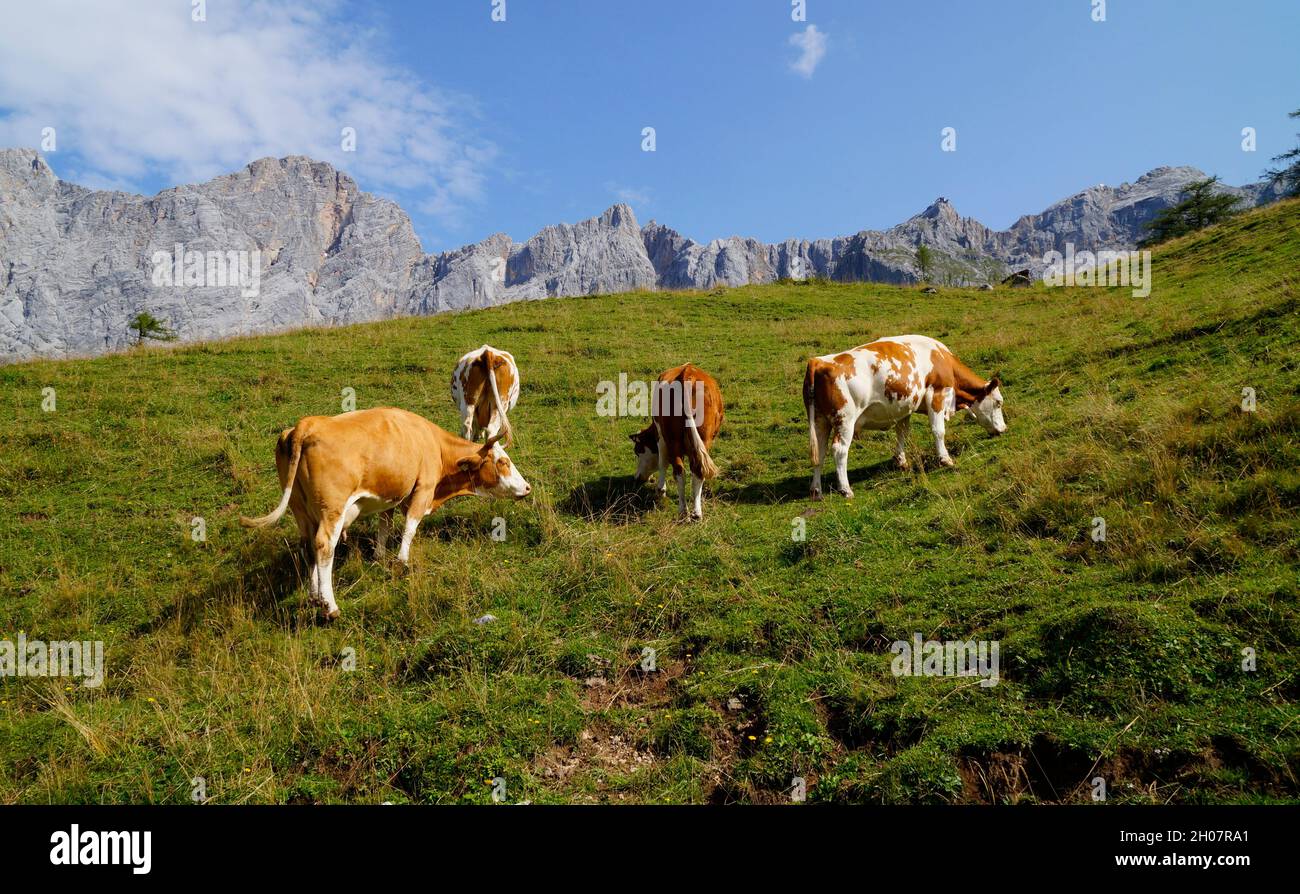 Mucche al pascolo sui prati verdi delle Alpi austriache della regione di Dachstein (Austria) Foto Stock