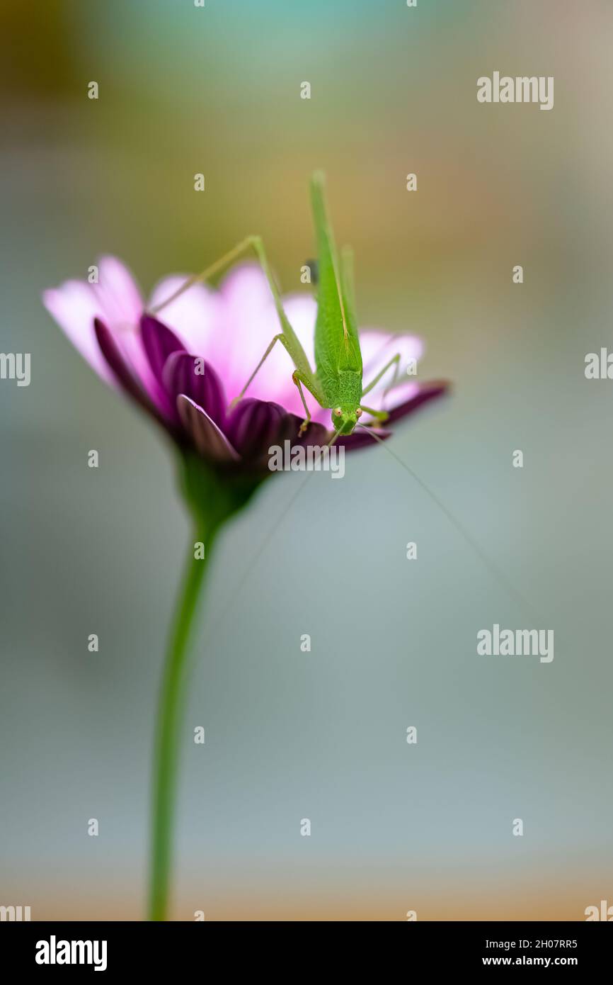Una cavalletta su un fiore viola nel giardino Foto Stock